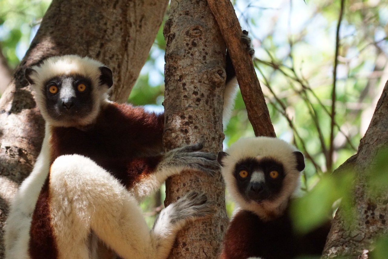 Lodge des Terres Blanches - boutique hotel Mahajunga Madagascar - Lemur natural reserve