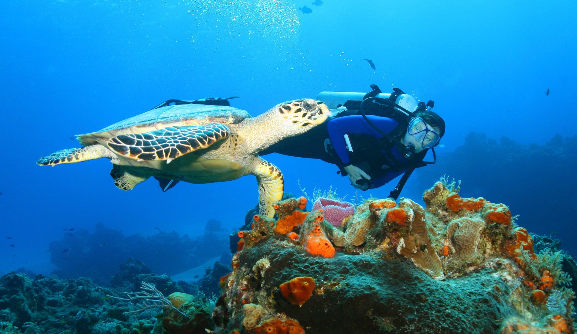 Ecolodge Tiamo Resort 5* Caribbean Bahamas snorkelling